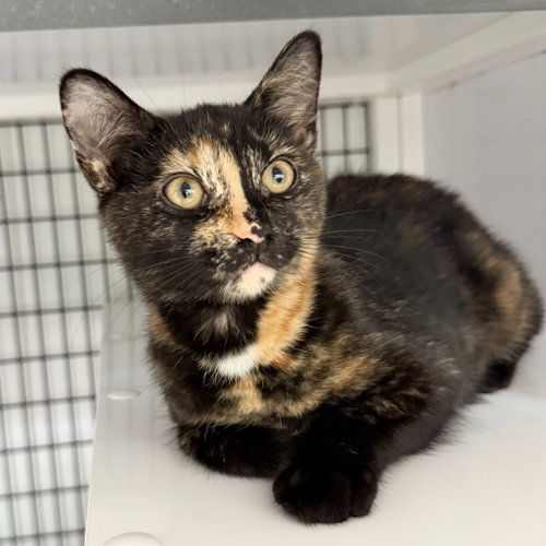 Butter Pecan, Baby Domestic Short Hair / Mixed, cat for adoption in Perth Amboy, New Jersey