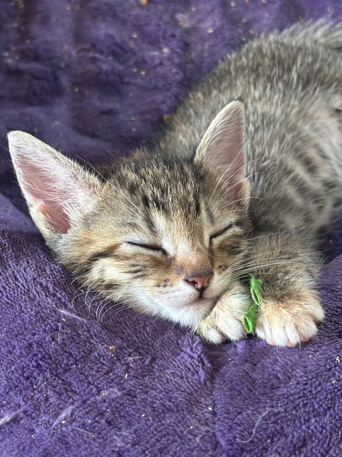 Ivy, Baby Domestic Short Hair / Mixed, cat for adoption in Perth Amboy, New Jersey