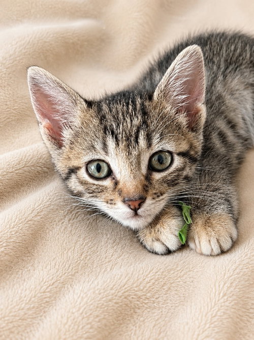 Ivy, Baby Domestic Short Hair / Mixed, cat for adoption in Camden, New Jersey