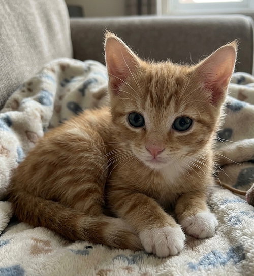 Poppy, Baby Domestic Short Hair / Mixed, cat for adoption in Perth Amboy, New Jersey