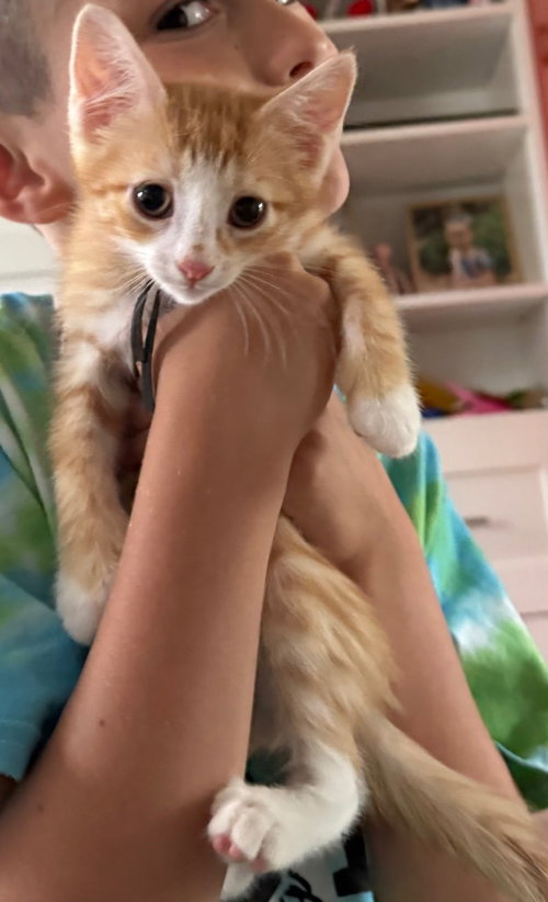 Tiger, Baby Domestic Short Hair / Mixed, cat for adoption in Perth Amboy, New Jersey
