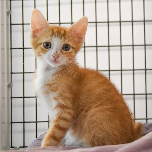 Tiger, Baby Domestic Short Hair / Mixed, cat for adoption in Camden, New Jersey