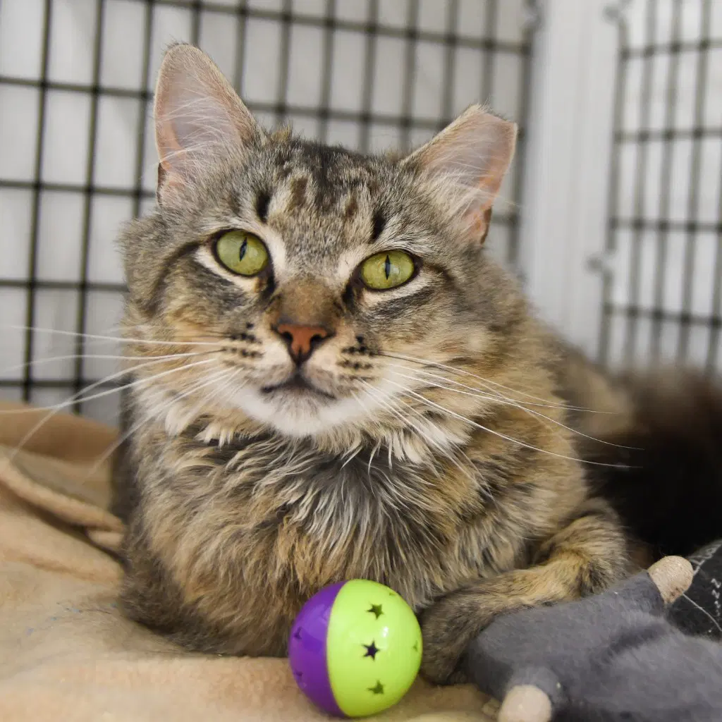 Mojave - Domestic Short Hair