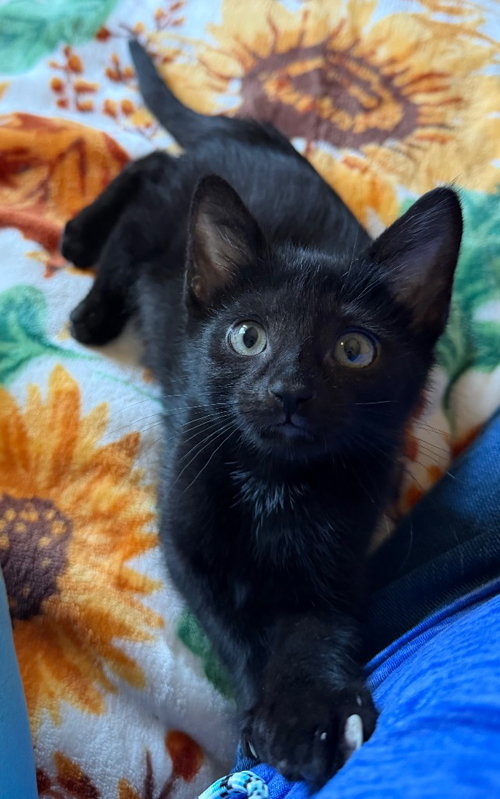 Merino, Baby Domestic Short Hair / Mixed, cat for adoption in Camden, New Jersey