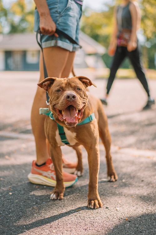Browny, a dog for adoption from EASEL Animal Rescue League