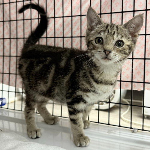 Freesia, an adoptable Domestic Short Hair in Lawrenceville, NJ
