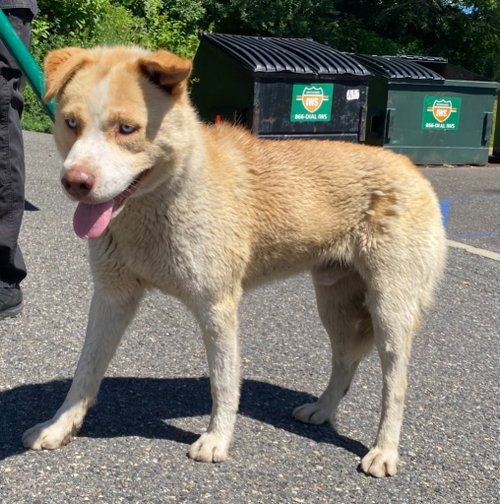 Pacer, an adoptable Husky in Lawrenceville, NJ