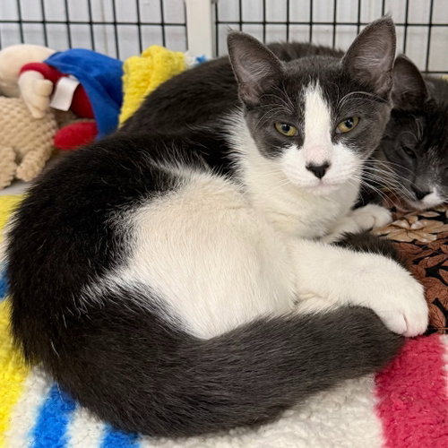 Rune, an adoptable Domestic Short Hair in Lawrenceville, NJ