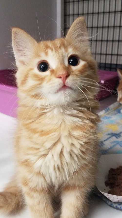 Dune, an adoptable Domestic Medium Hair in Lawrenceville, NJ