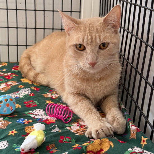 Goldielocks, an adoptable Domestic Short Hair in Lawrenceville, NJ