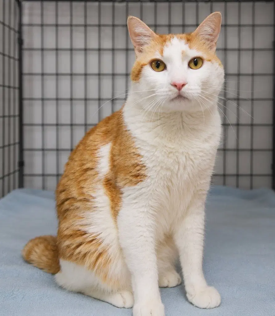 Tinker - Domestic Short Hair