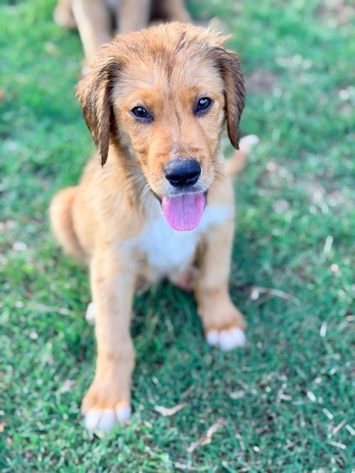 Nels, an adoptable Golden Retriever in Lawrenceville, NJ