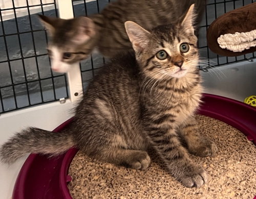 Betsy Ross, an adoptable Domestic Short Hair in Lawrenceville, NJ