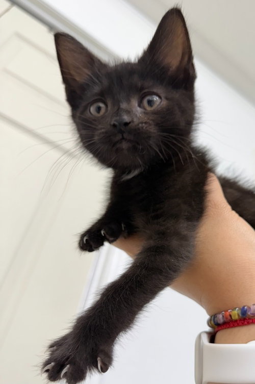Hisoka, an adoptable Domestic Short Hair in Lawrenceville, NJ