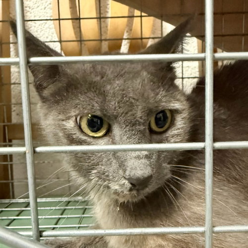 Tnr Van Sant Dr 070826