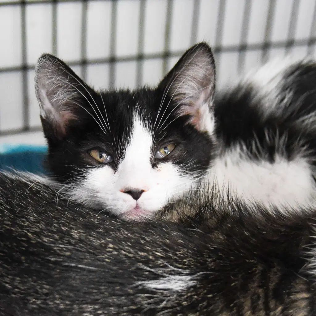Seaweed - Domestic Short Hair