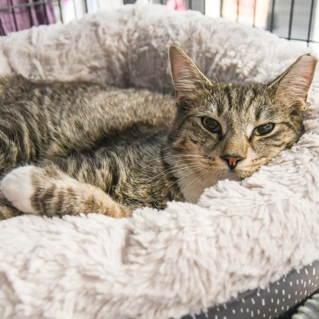 Guinness - Domestic Medium Hair
