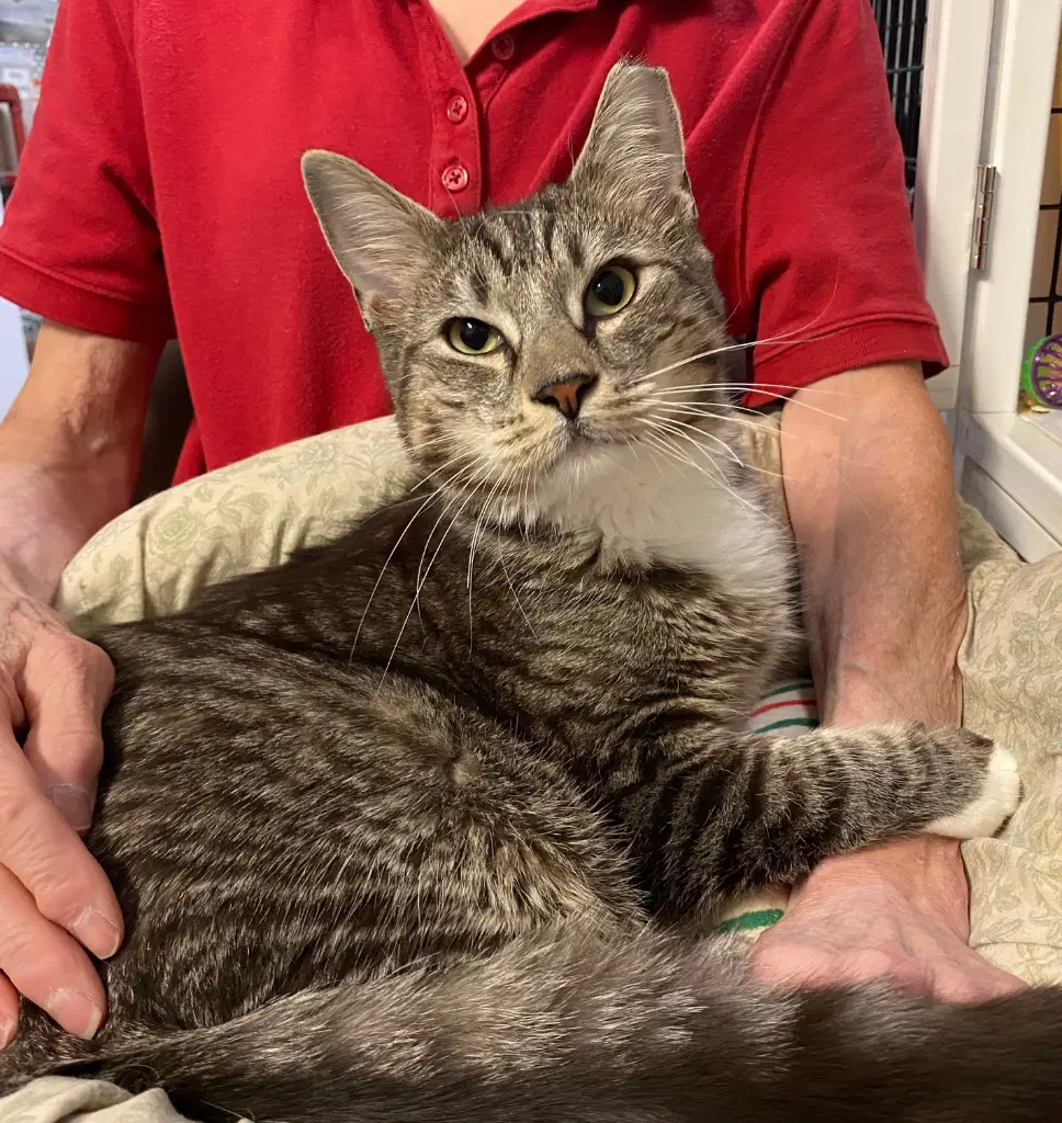 Guinness - Domestic Medium Hair