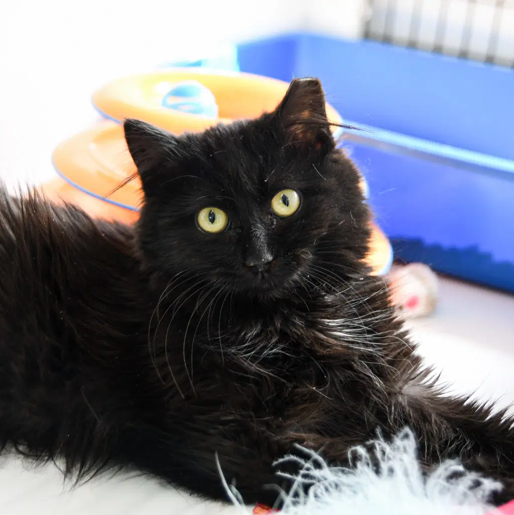 Beatrix - Domestic Medium Hair