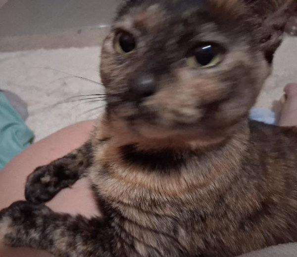 Snickers