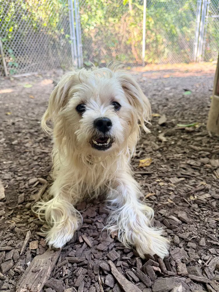 Almond - Maltese