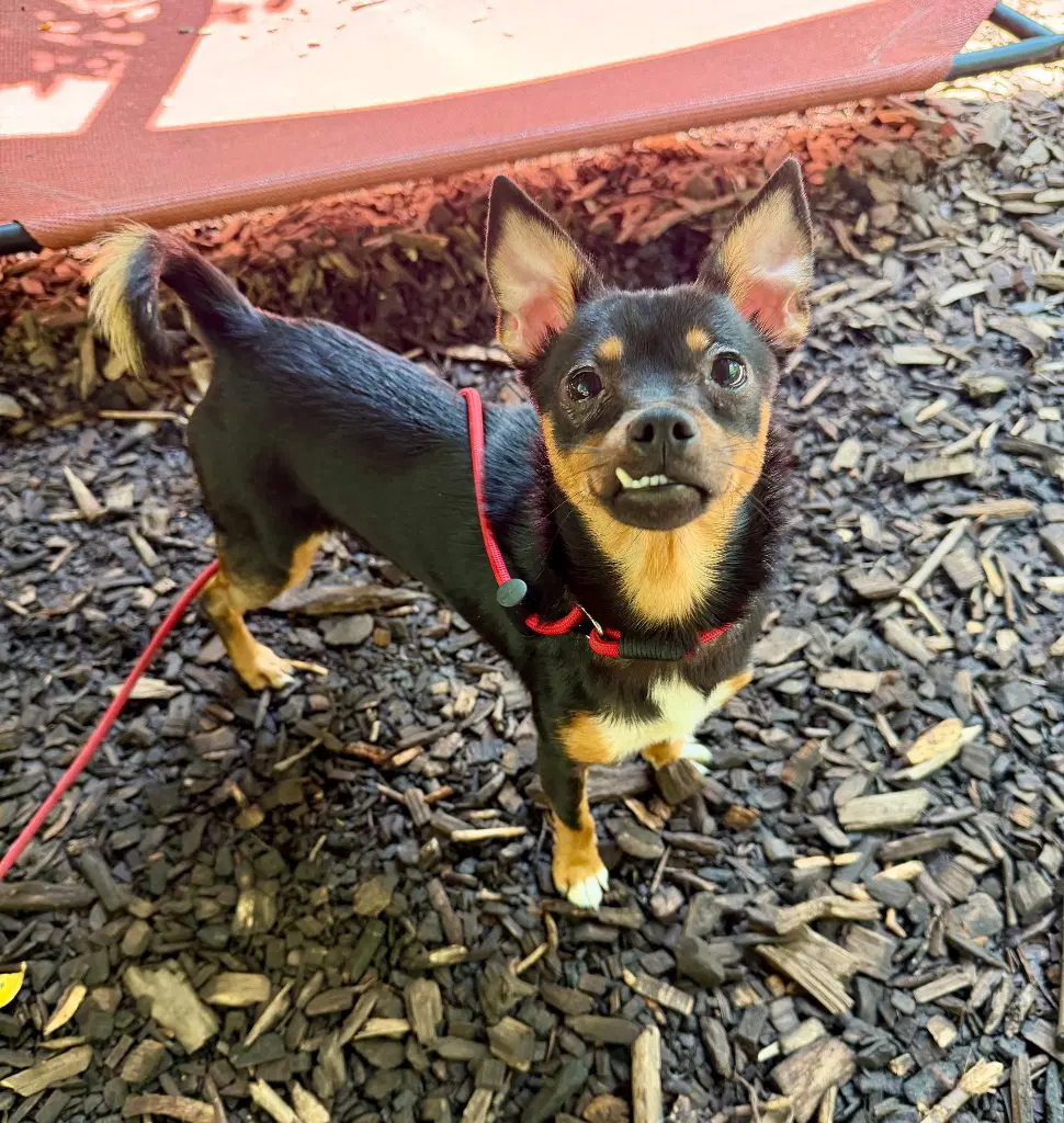 Honey - Miniature Pinscher
