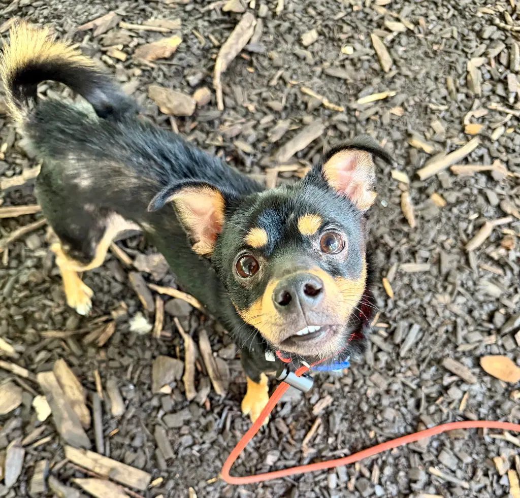 Icee - Miniature Pinscher