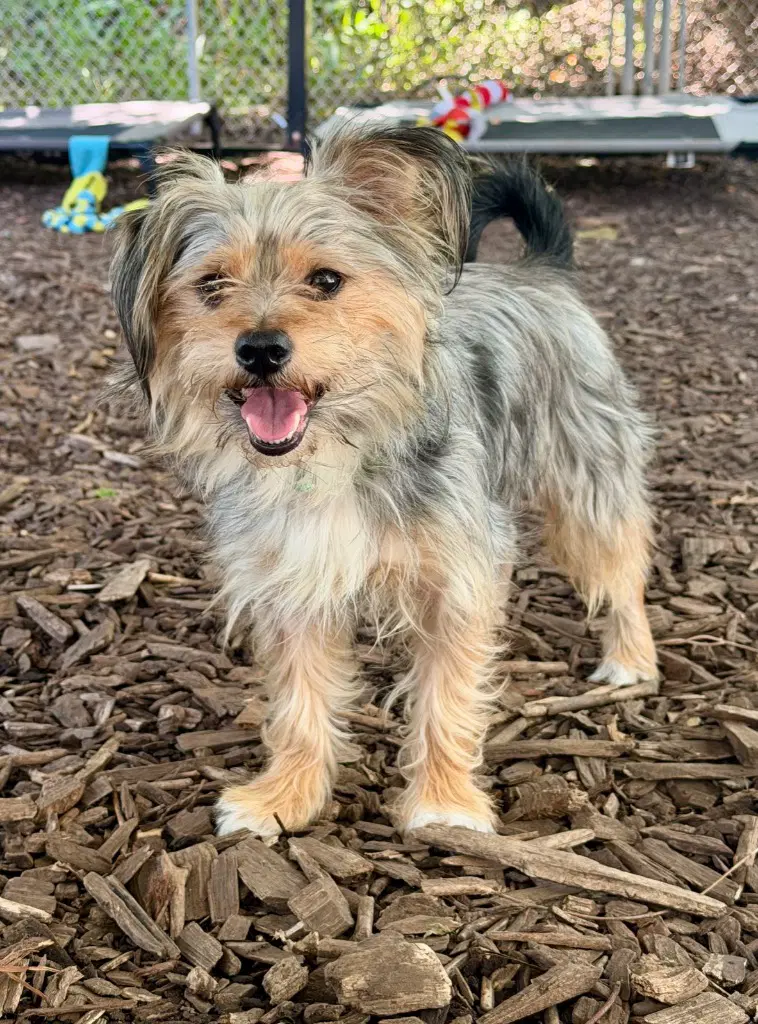 Maurice - Yorkshire Terrier Yorkie