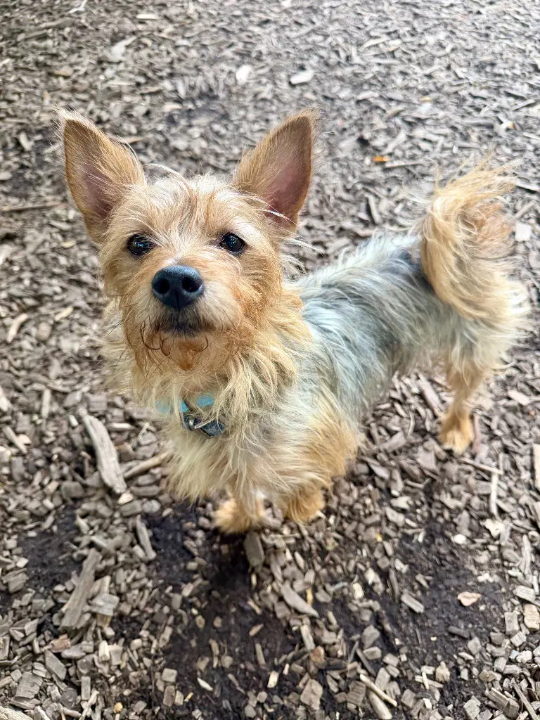 Snoopy - Yorkshire Terrier Yorkie
