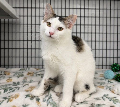 Nico, a cat for adoption from EASEL Animal Rescue League