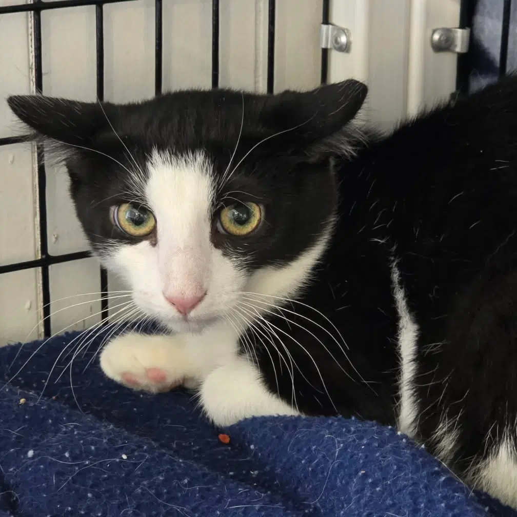 Sienna - Domestic Short Hair