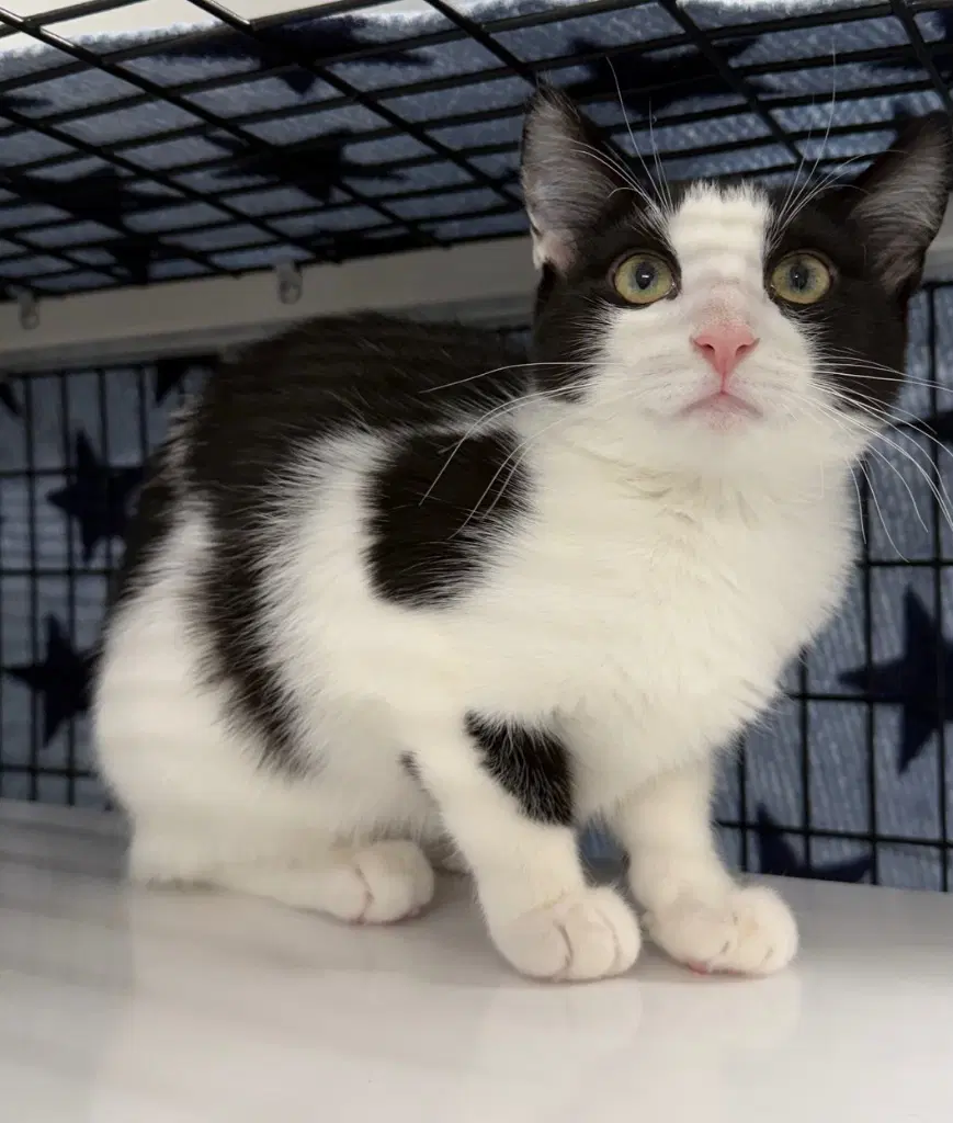 Sienna - Domestic Short Hair