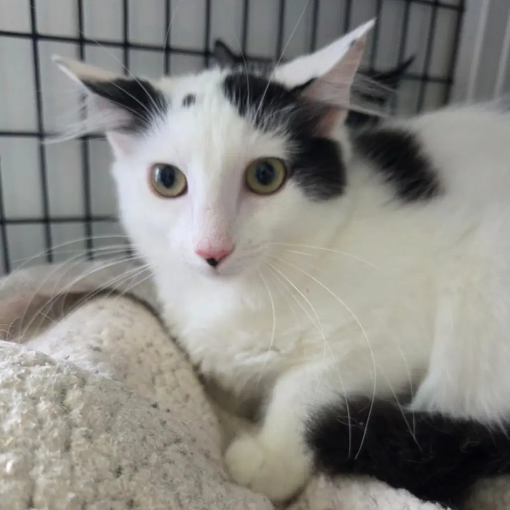 Bianca - Domestic Medium Hair