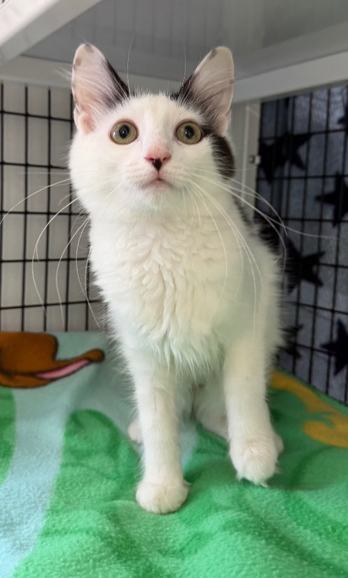 Bianca, a cat for adoption from EASEL Animal Rescue League