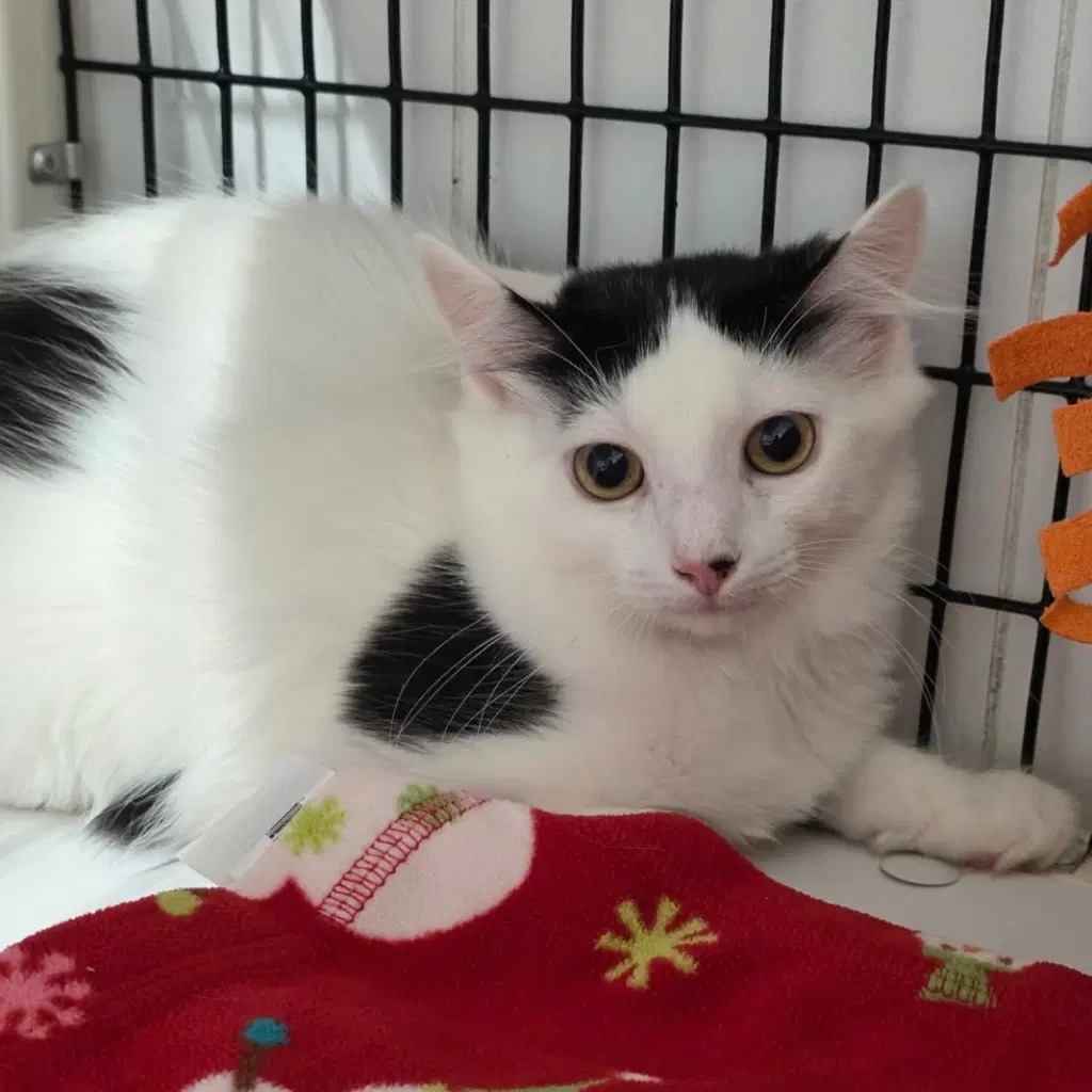 Allegra - Domestic Medium Hair