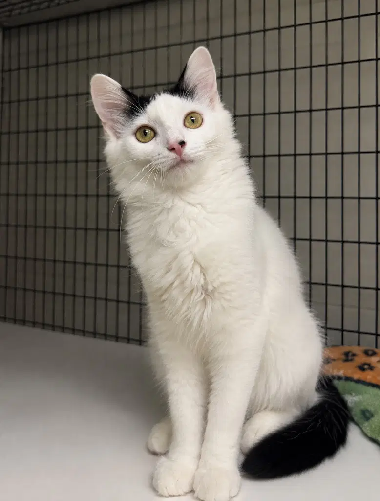 Allegra - Domestic Medium Hair