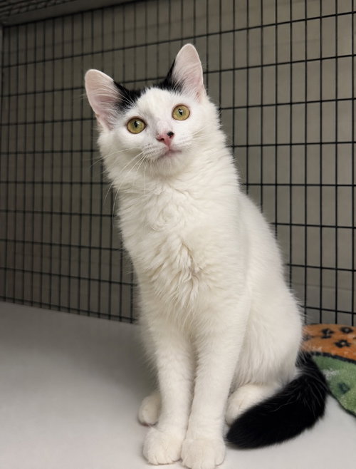 Allegra, a cat for adoption from EASEL Animal Rescue League