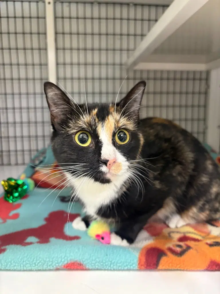 Katrina - Domestic Short Hair