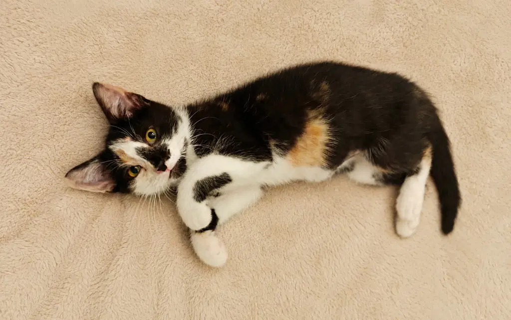 Callie image 2