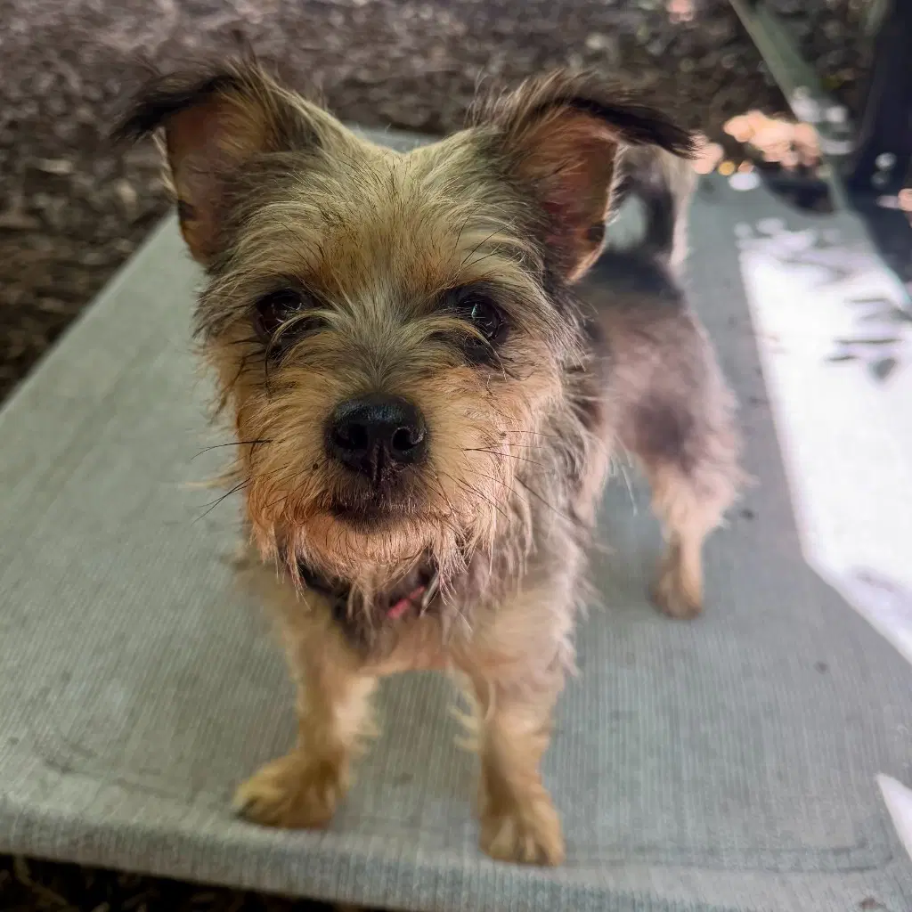 Fritter - Yorkshire Terrier Yorkie