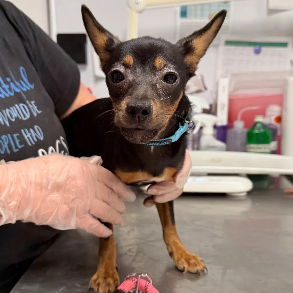 Olivia - Miniature Pinscher