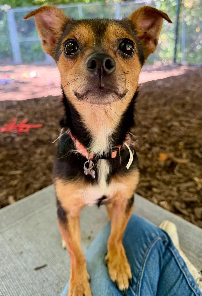 Uva - Miniature Pinscher