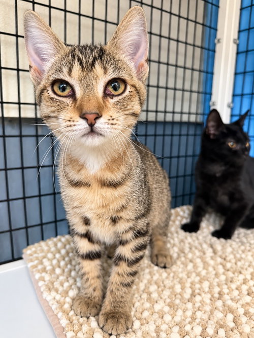 Ocular Verde, a cat for adoption from EASEL Animal Rescue League