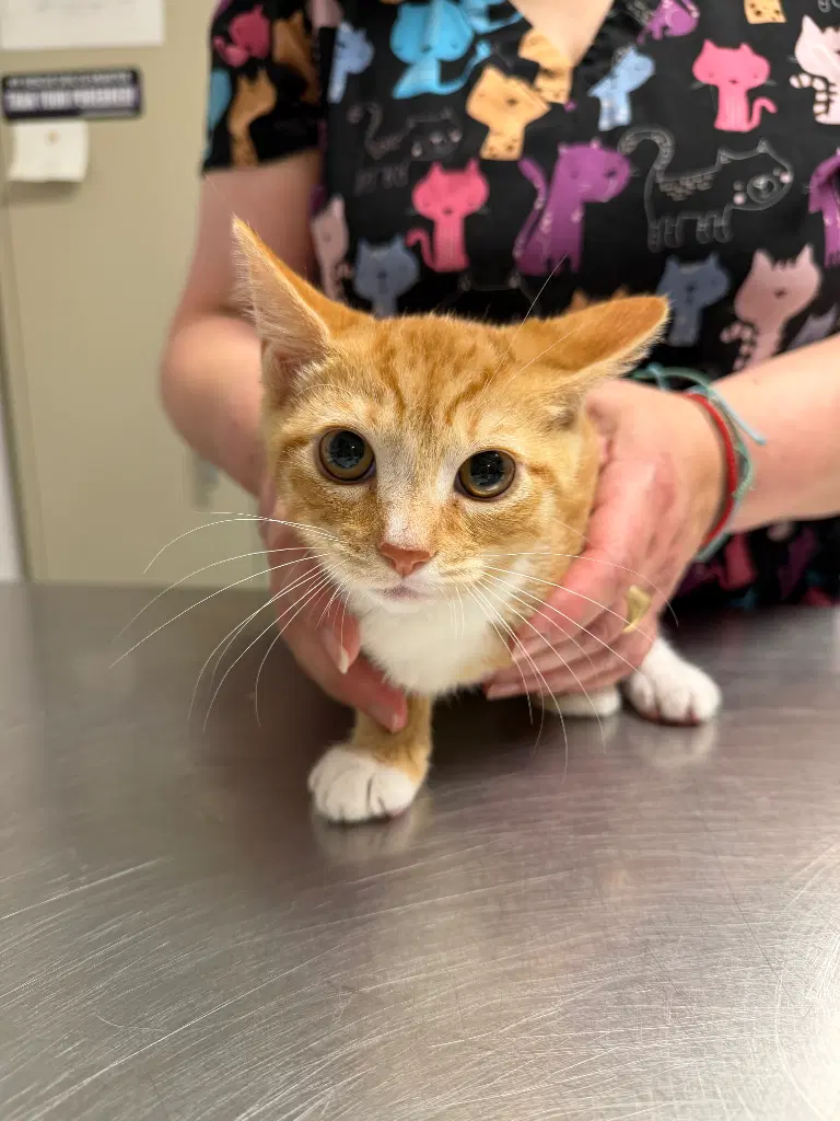 Ulysses - Domestic Short Hair