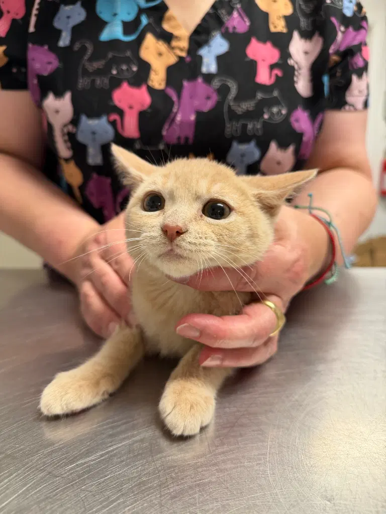 Roger - Domestic Short Hair