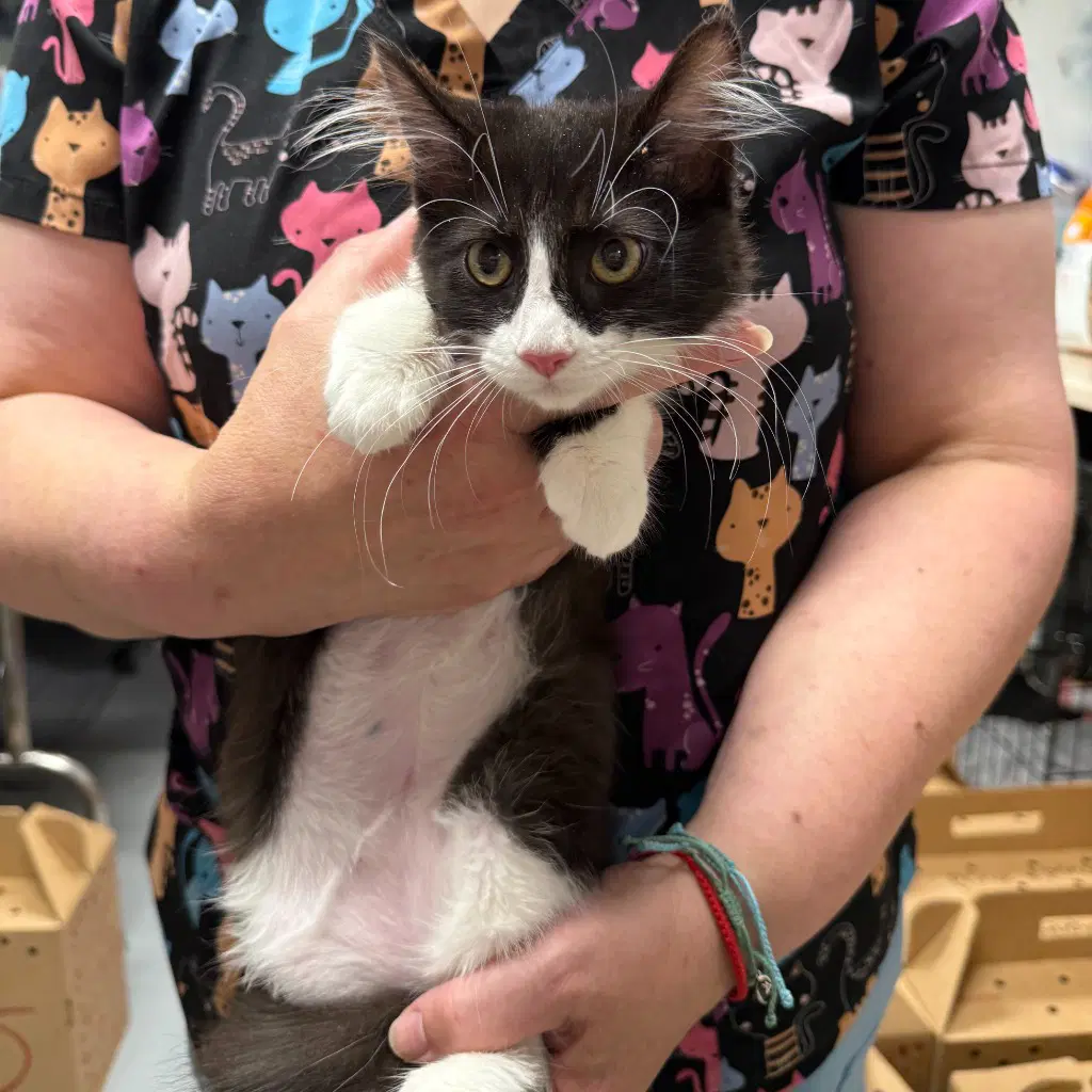 Jiggly Puff - Domestic Medium Hair
