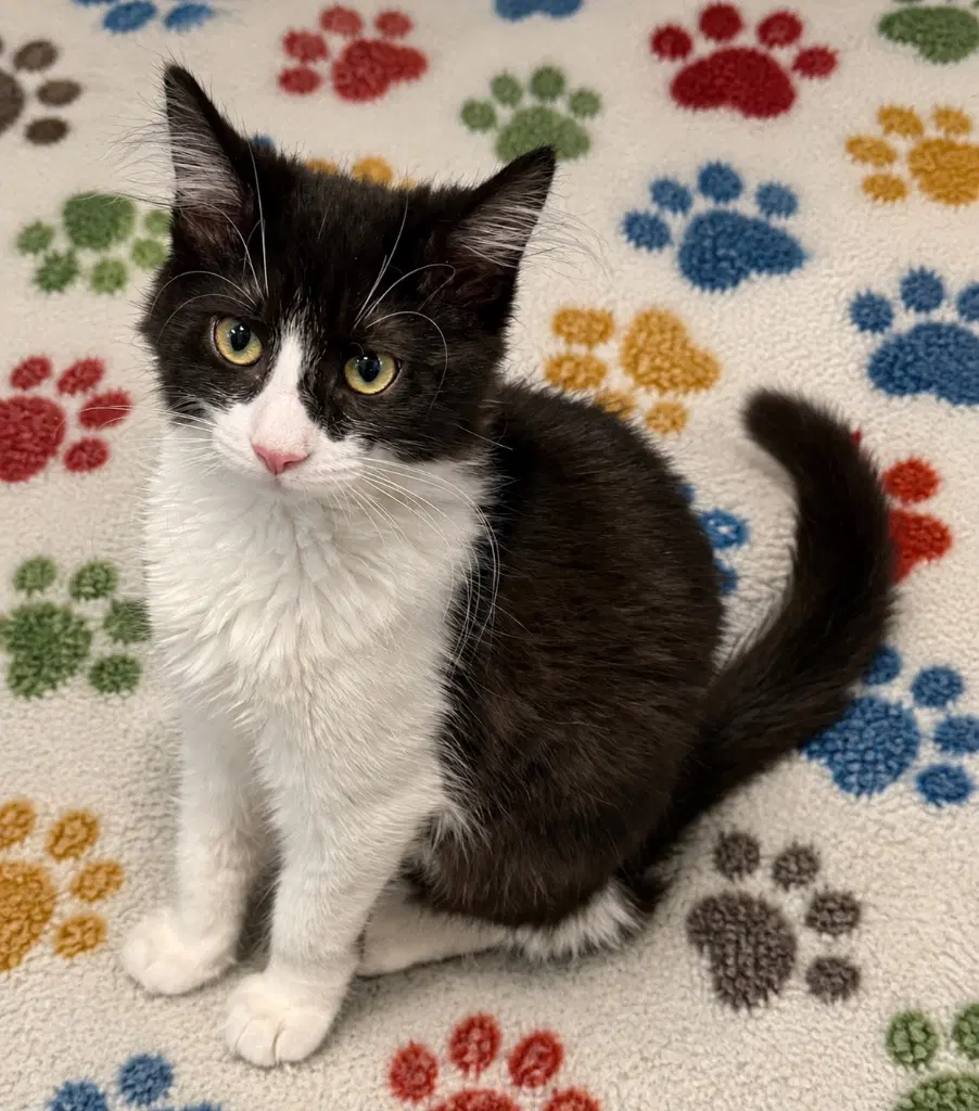 Jiggly Puff - Domestic Medium Hair
