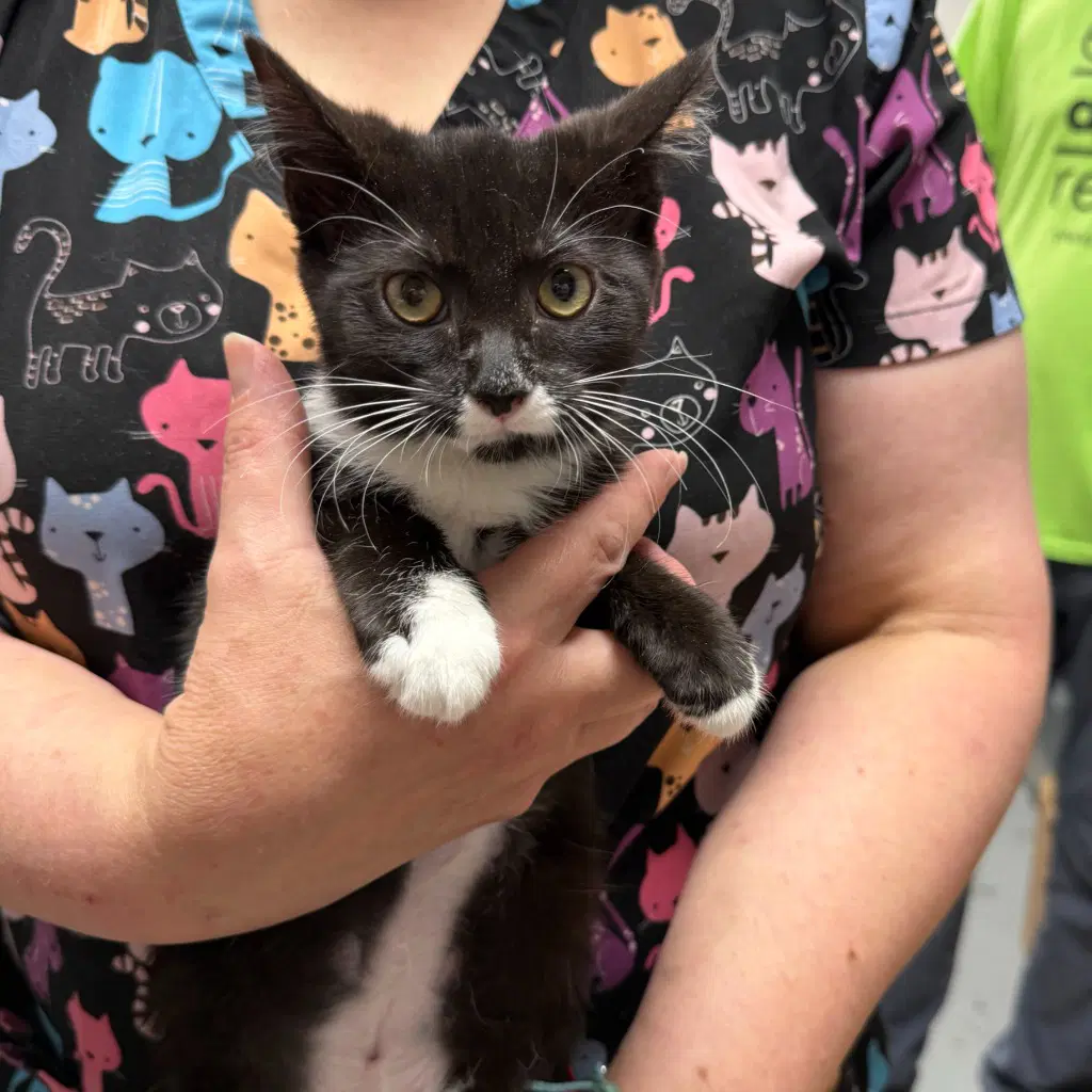 Pikachu - Domestic Medium Hair