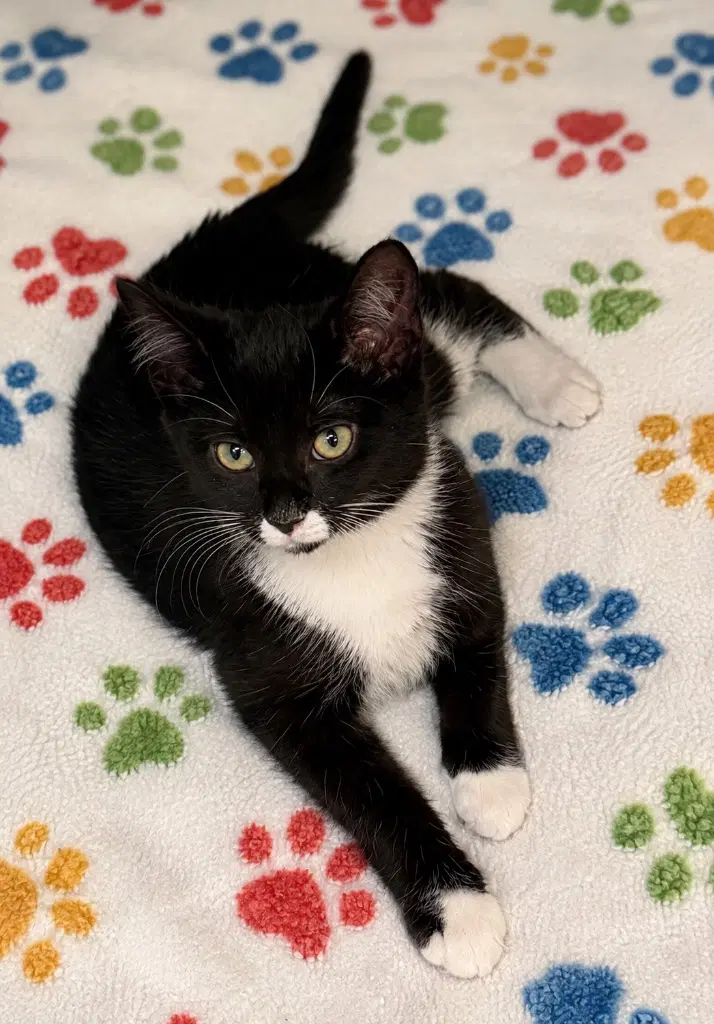 Pikachu - Domestic Medium Hair