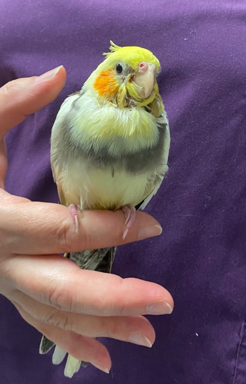 Cheerio, a cockatiel for adoption from EASEL Animal Rescue League